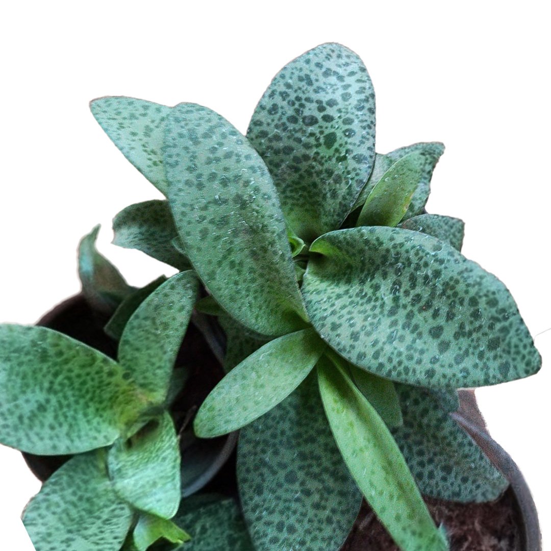 Silver Squill Ledebouria Socialis